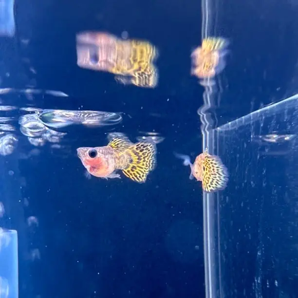 玻璃猫小型淡水热带观赏鱼好养耐活新手宠物鱼