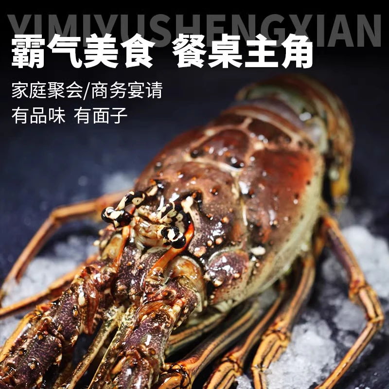 古巴龙虾礼盒约3斤澳洲大龙虾鲜活特大冷冻海鲜礼盒海鲜大礼包
