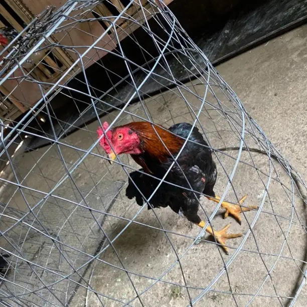 新款加密加粗镀锌自动天落鸽子笼升级版拼装旋转翻板笼