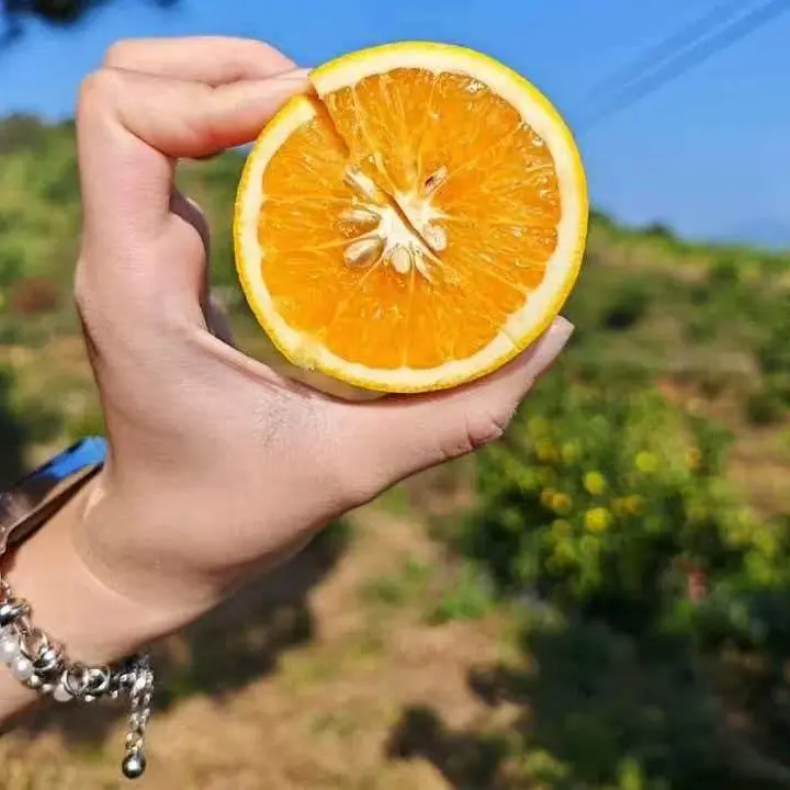 红江橙（小果）6斤