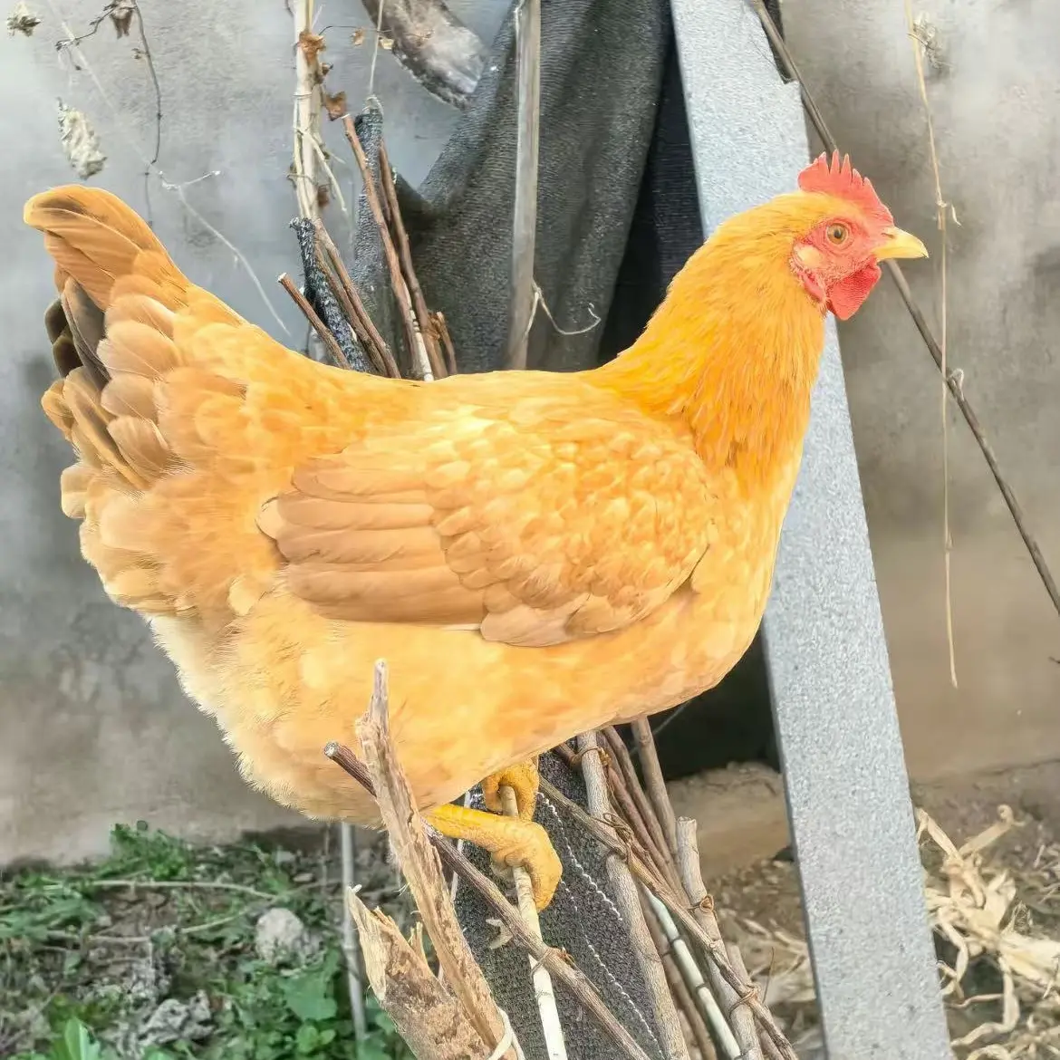 小静家散养苏禽绿壳蛋鸡新鲜到家肉质鲜美