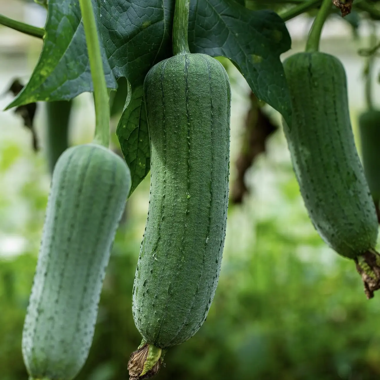 云南老品种丝瓜 