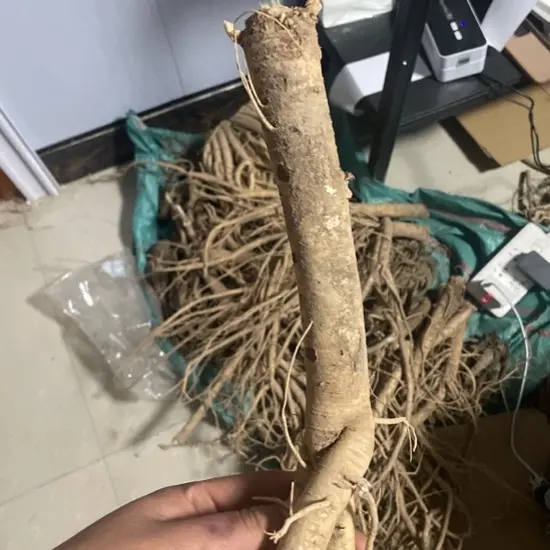 甘肃岷县现挖鲜黄芪整条当季鲜货可煲汤泡水炖肉现货直发原味滋养
