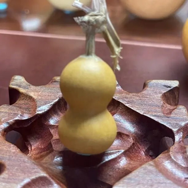 绕指柔胖墩葫芦草里金