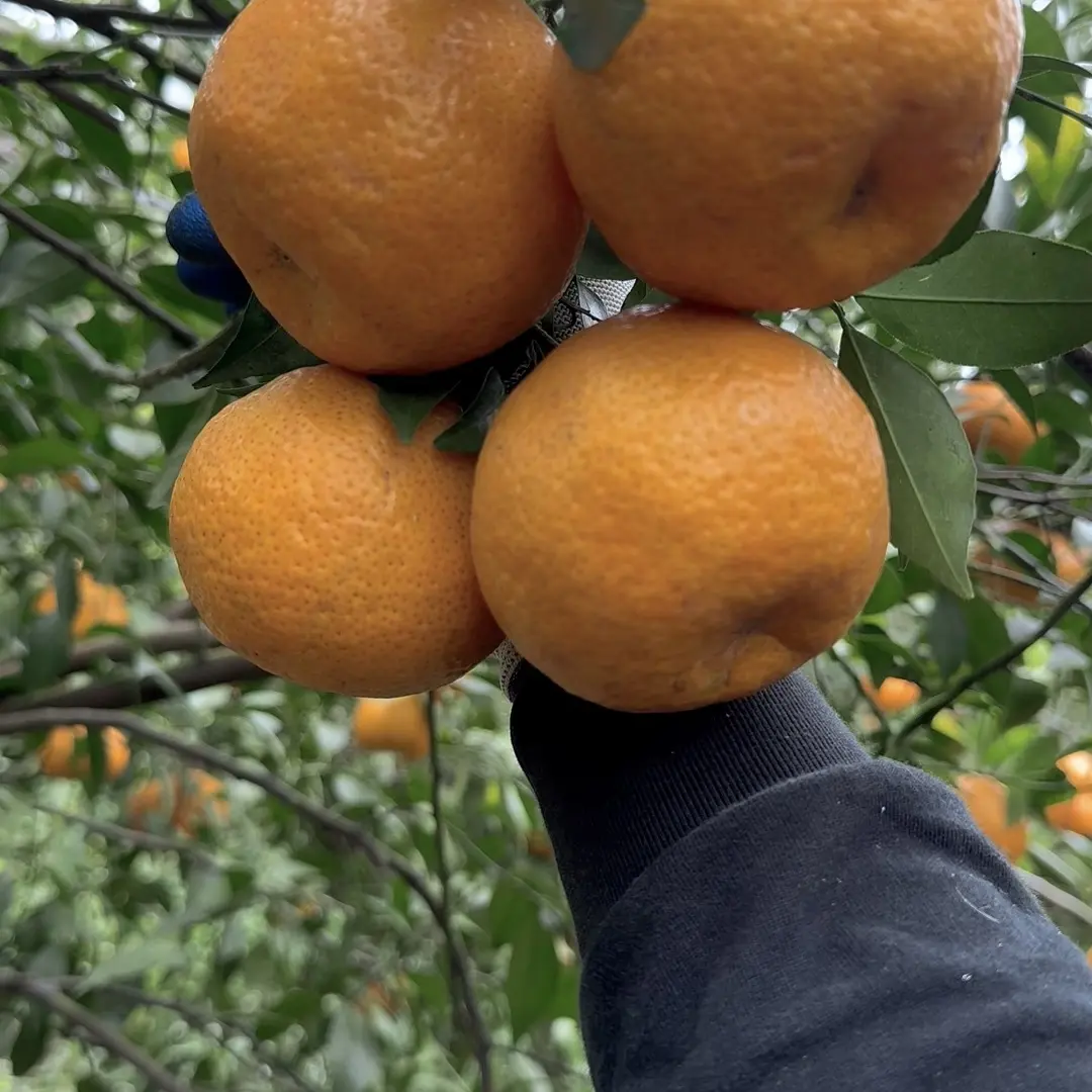 广西浦北茶枝柑皮