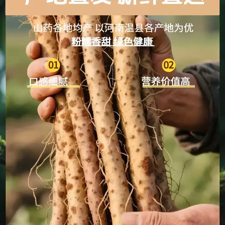 河南温县垆土铁棍山药怀山药新鲜现挖软糯粉面正宗原产地发货