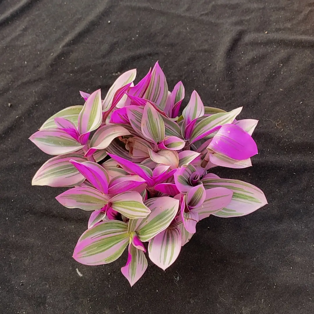 油画婚礼吊兰3单包邮室内外好养盆栽花卉绿植