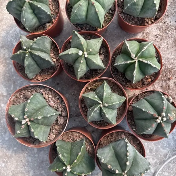 包邮两颗鸾凤玉8-10厘米随机发