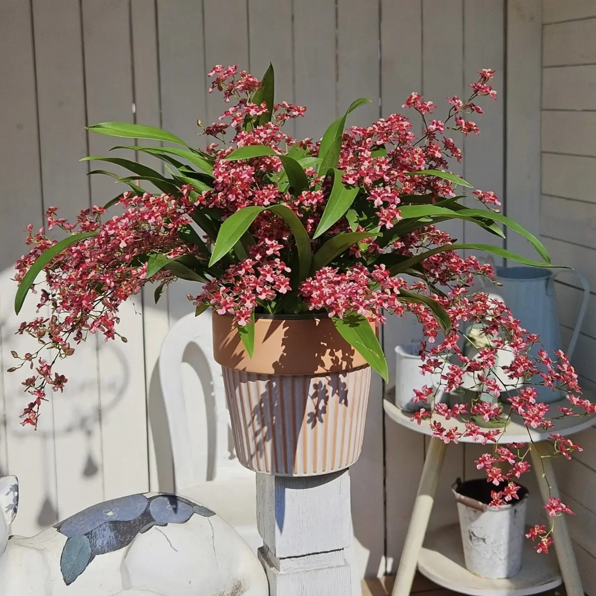 【满堂红】120杯 15支起 梦香兰 室内 年宵花 四季好养