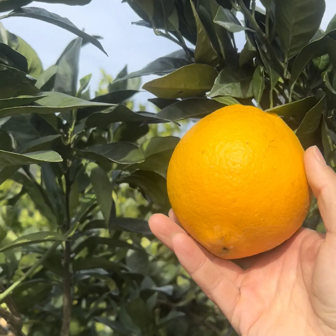 江西赣南脐橙新鲜应季水果产地直发脆嫩多汁香甜现摘现发包邮