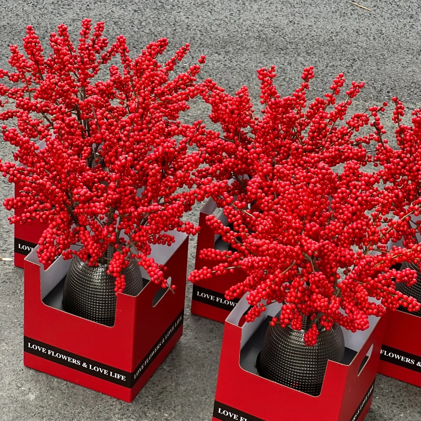 【北美冬青】轻微掉果高档水培年宵花真花真果耐寒乔迁家居装饰必备