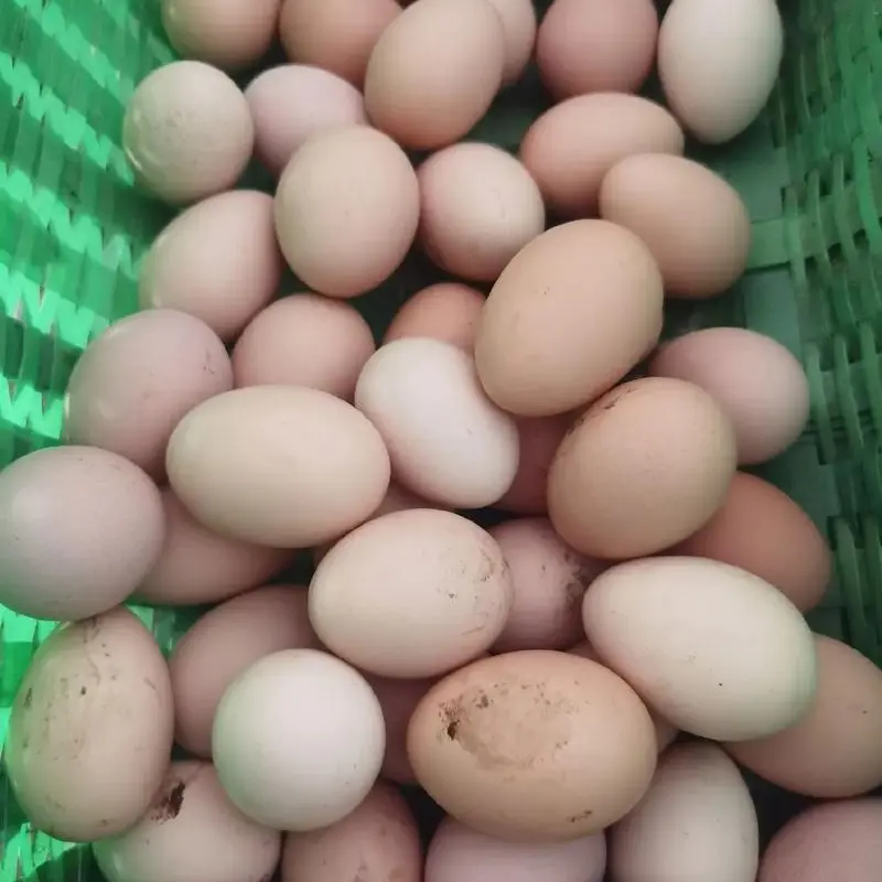 【顺丰包邮】农村散养粮食土鸡蛋，现收现售。