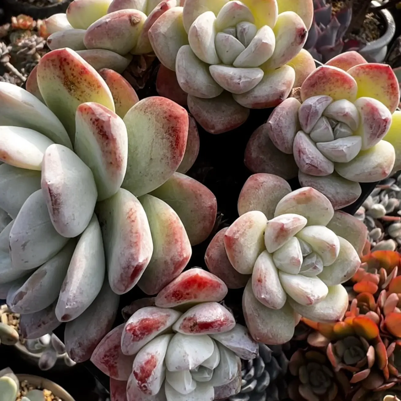 花斑鹿多头群生多肉植物精品阳台盆栽室内好养新手易活