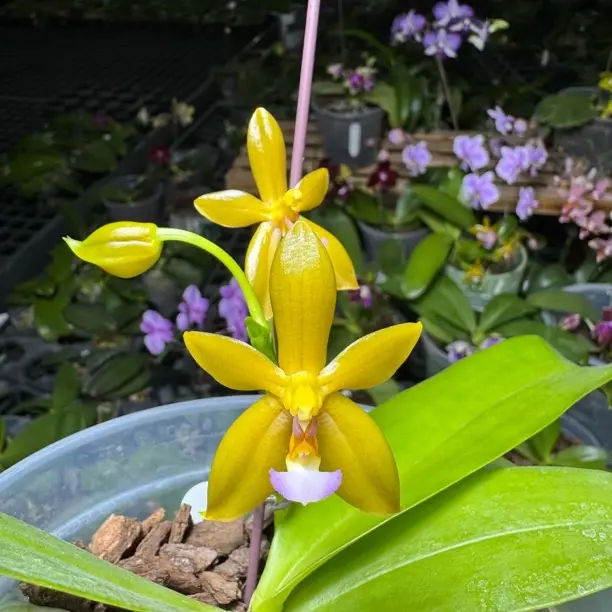 金鹿角贝4.5寸杯蝴蝶兰浓香油亮蜡质蝴蝶兰原生花期长浓香型