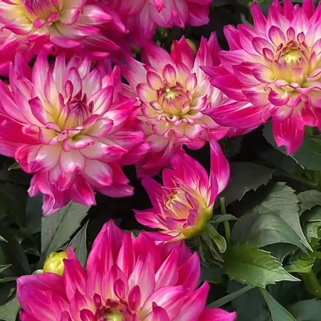 荷花仙子～小丽花