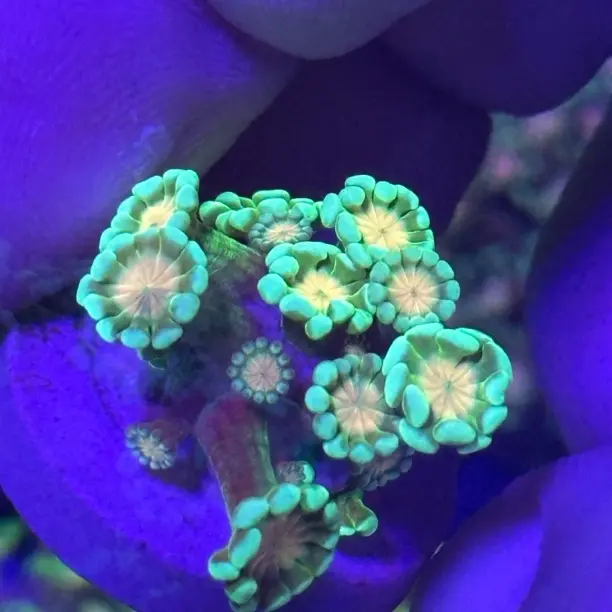 圣诞树紫点花花茉莉花一物一图珊瑚直播间海缸珊瑚