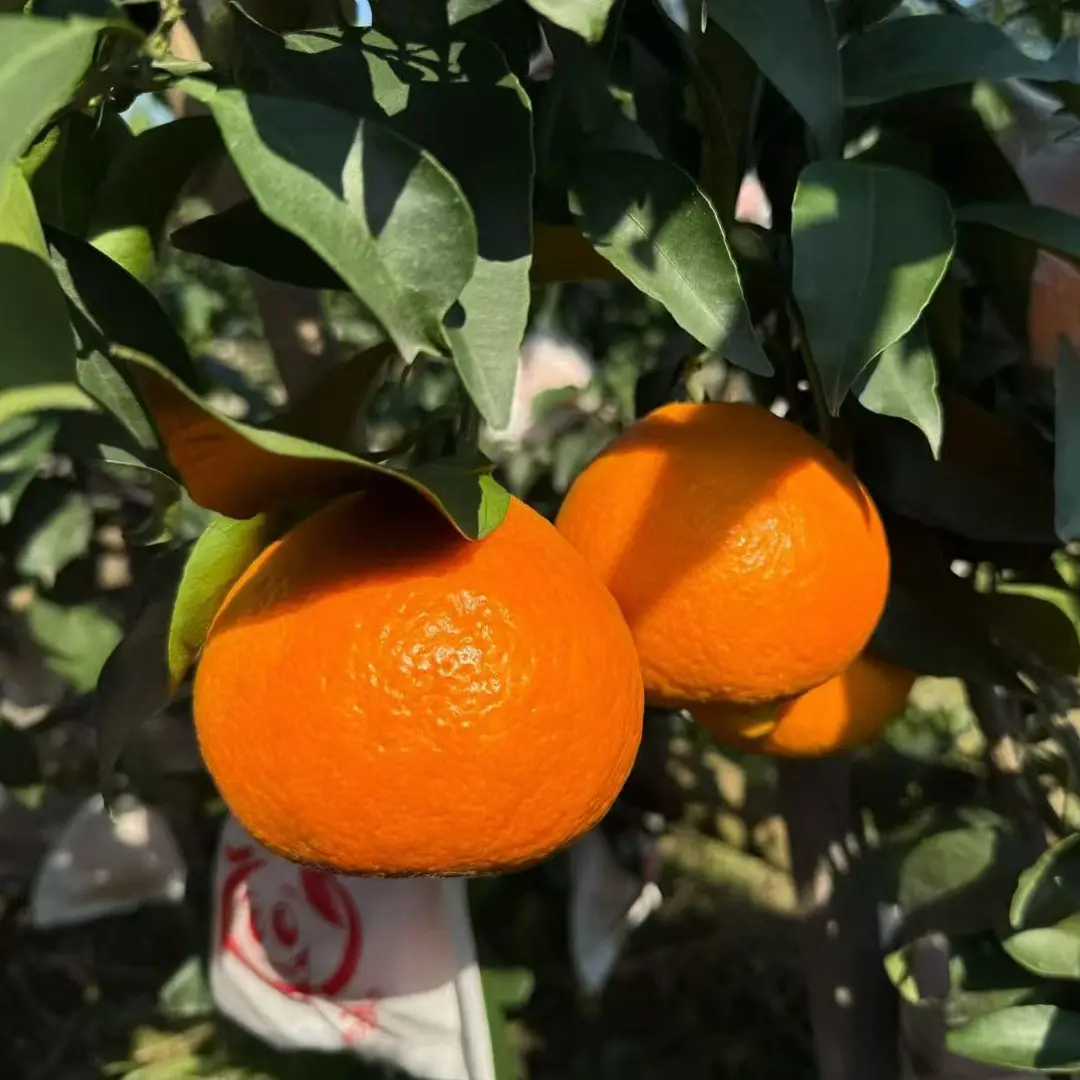 蒲江爱媛果冻橙产地直发应季现摘现发，汁多酸甜可口