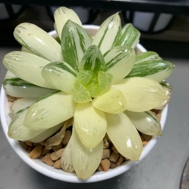 苏州玉露锦玉露【多肉植物】新手好养适合办公室阳台盆栽