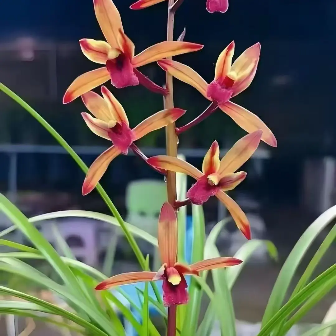 一物一拍非请勿拍 精品国兰 自然种植 