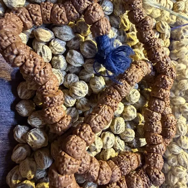 小金刚老树王藏切一代龙手持1m