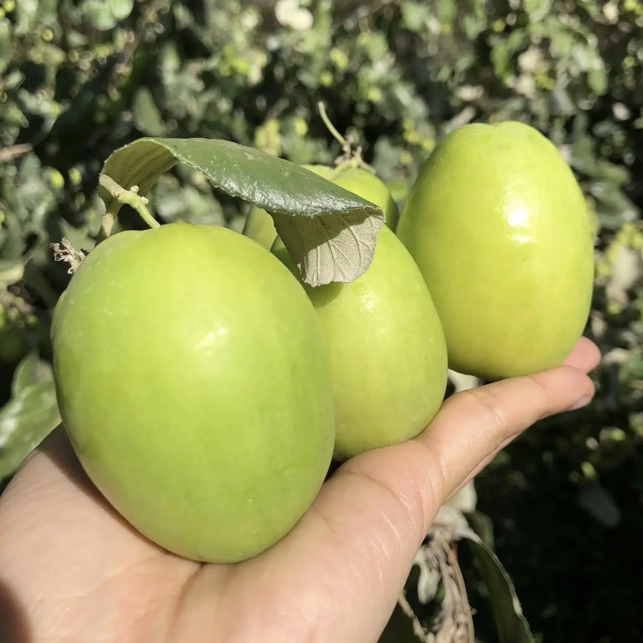 八妹贵州新鲜牛奶青枣脆甜多汁应季水果