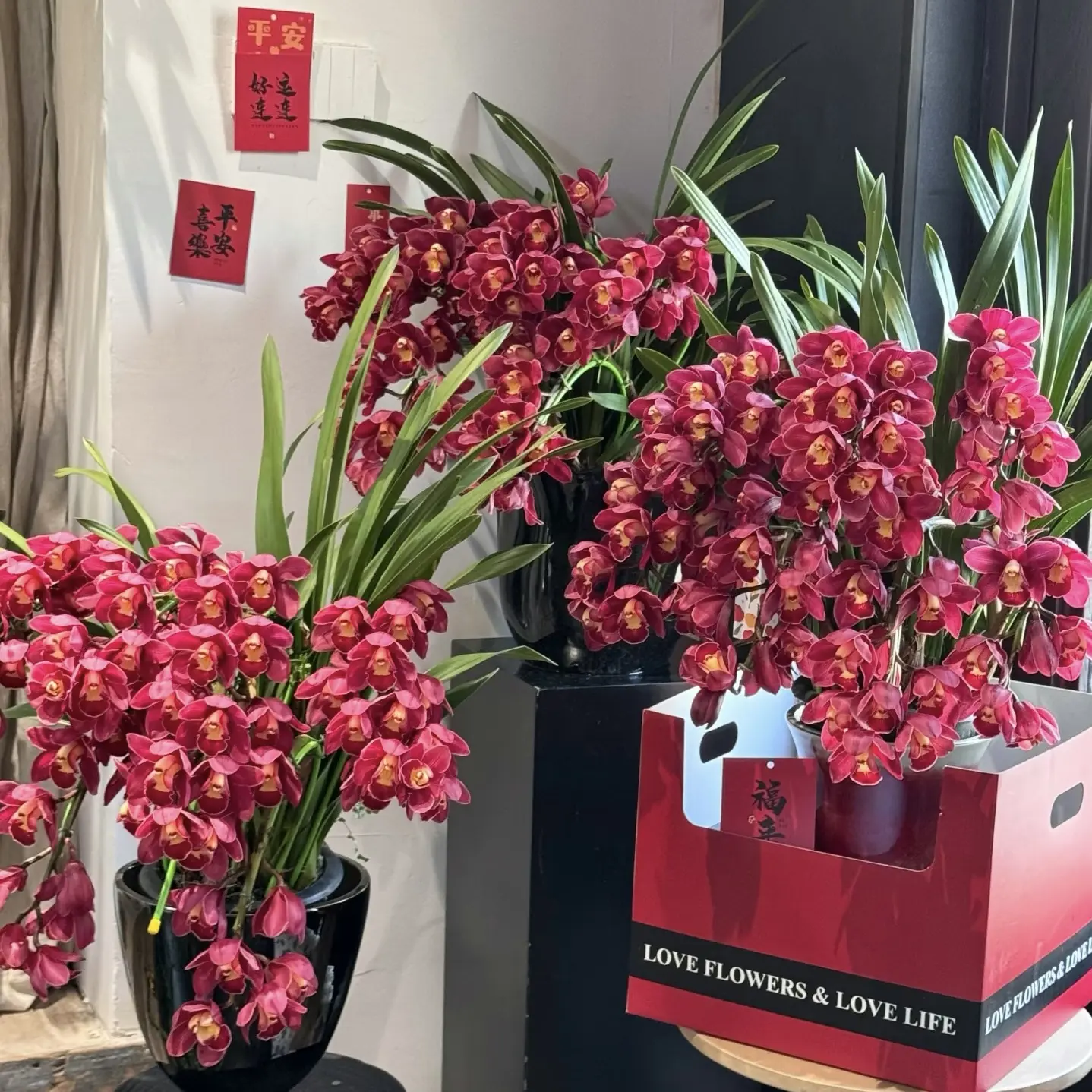 大红袍大花蕙兰带花剑室内外好养易活浓香型兰花盆栽（保底两支）