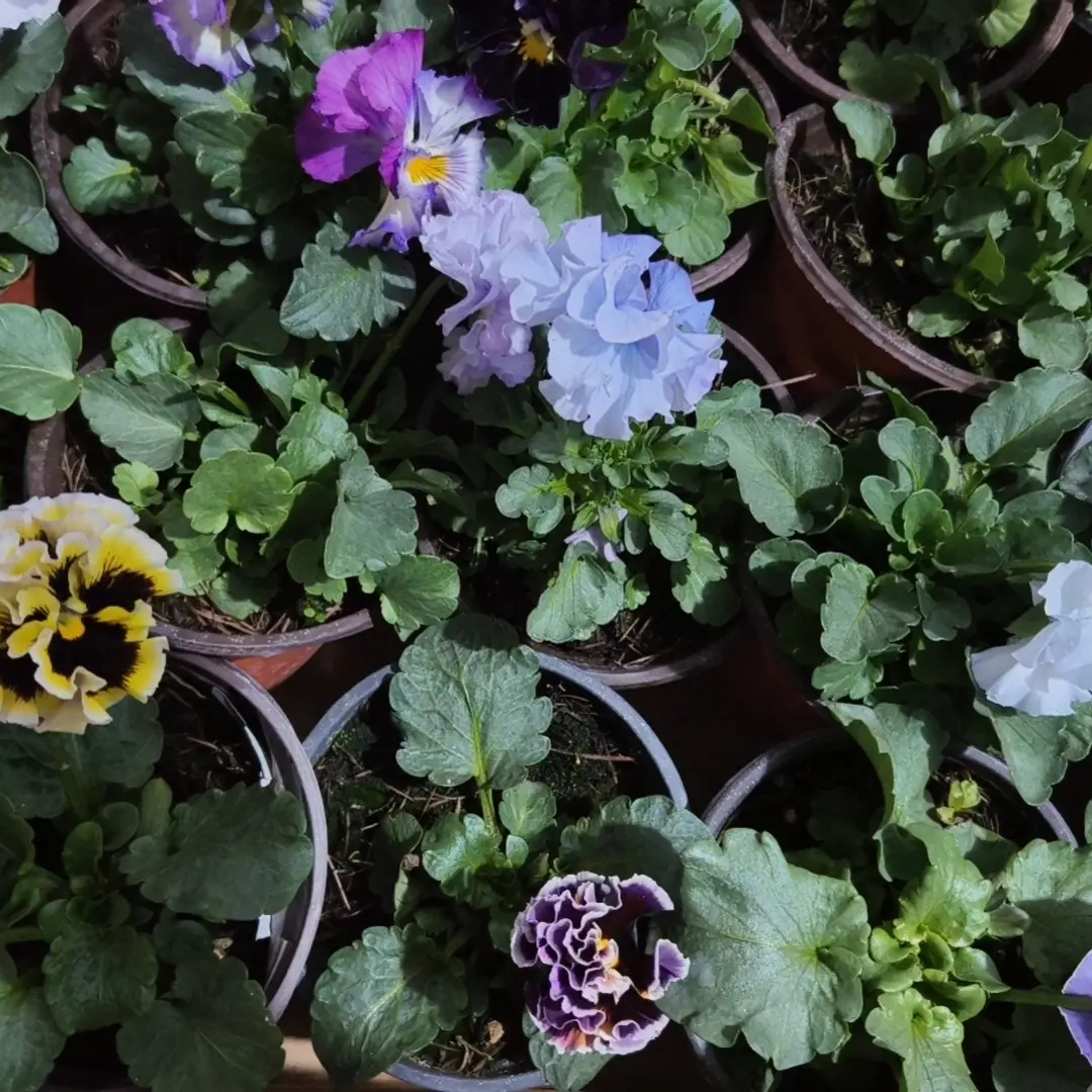 角堇盆栽带花苞带花120盆发货