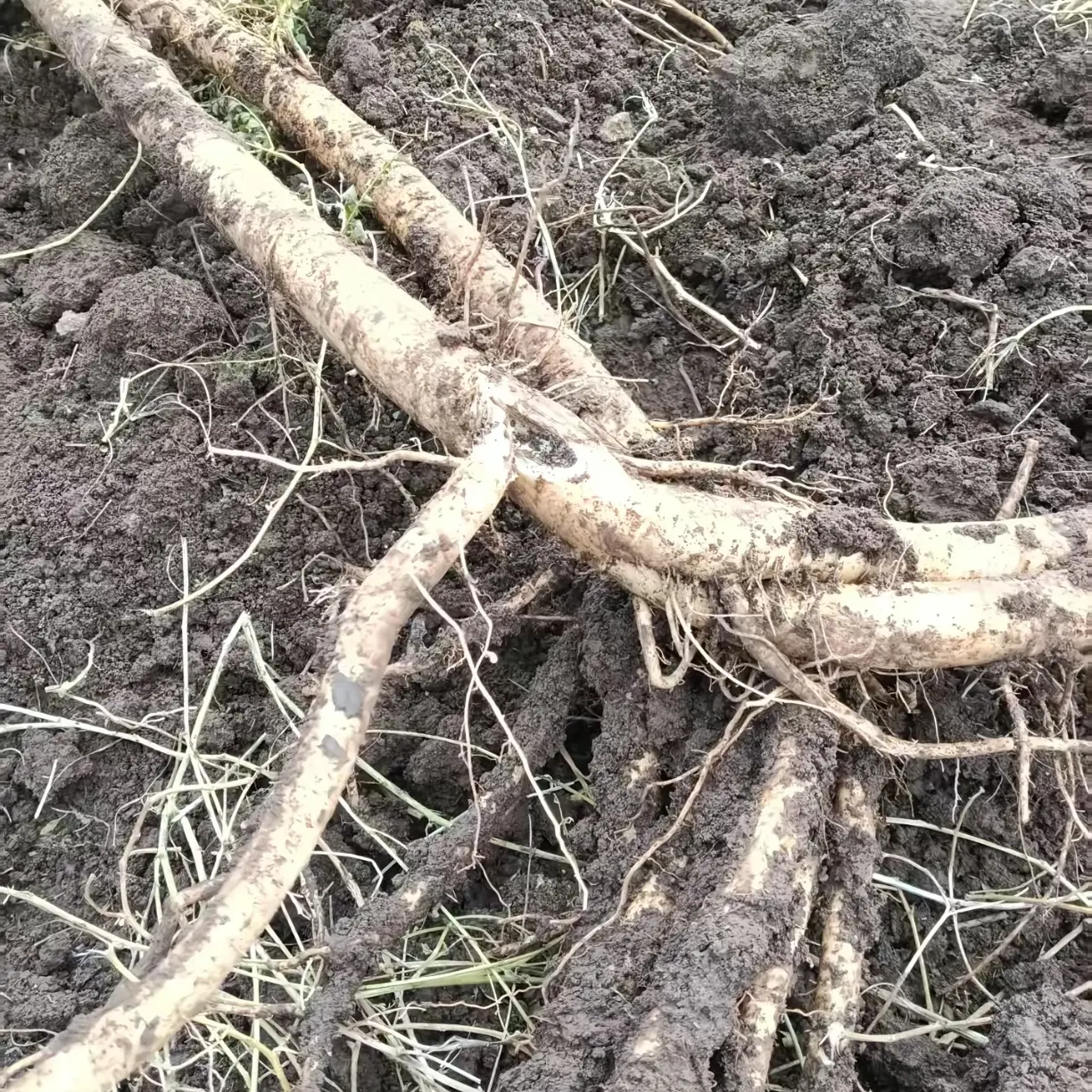甘肃岷县新鲜现挖黄芪主根无硫熏可泡水煲汤炖肉产地直供