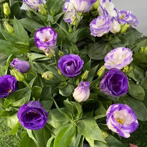 紫色洋桔梗云南鲜花基地直发家用插花花期长