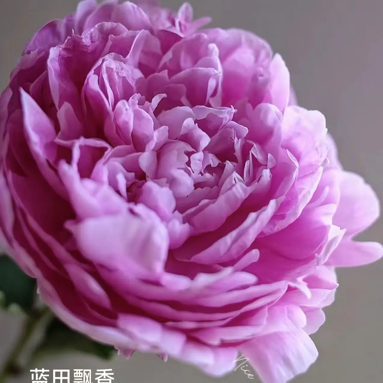 重瓣观赏芍药花苗带芽发货适合阳台庭院种植多年生花卉