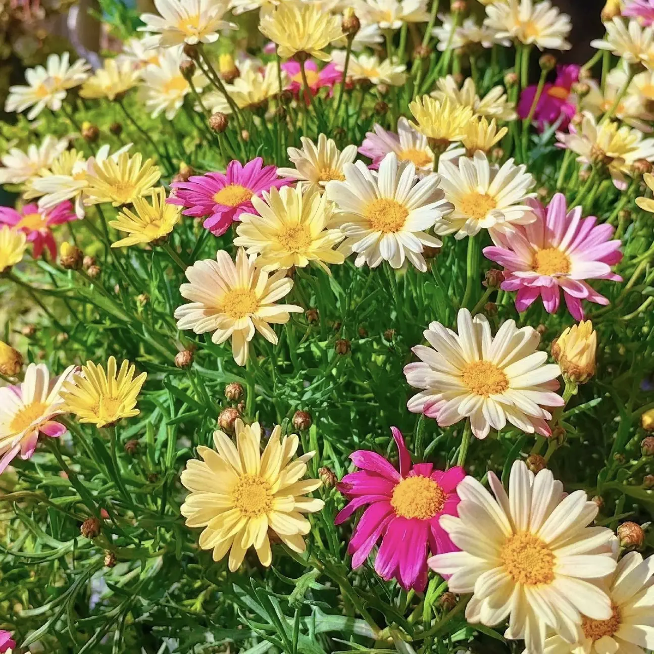 玛格丽特盆栽大苗耐寒易活花期长阳台庭院多年生四季开花花卉