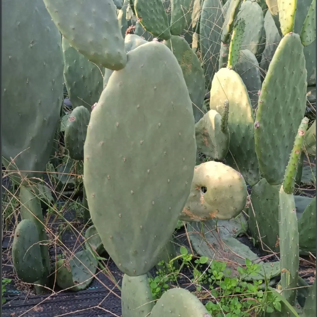 带根1棵两层30公分以上，药用仙人掌盆栽美容嫁接外敷内服