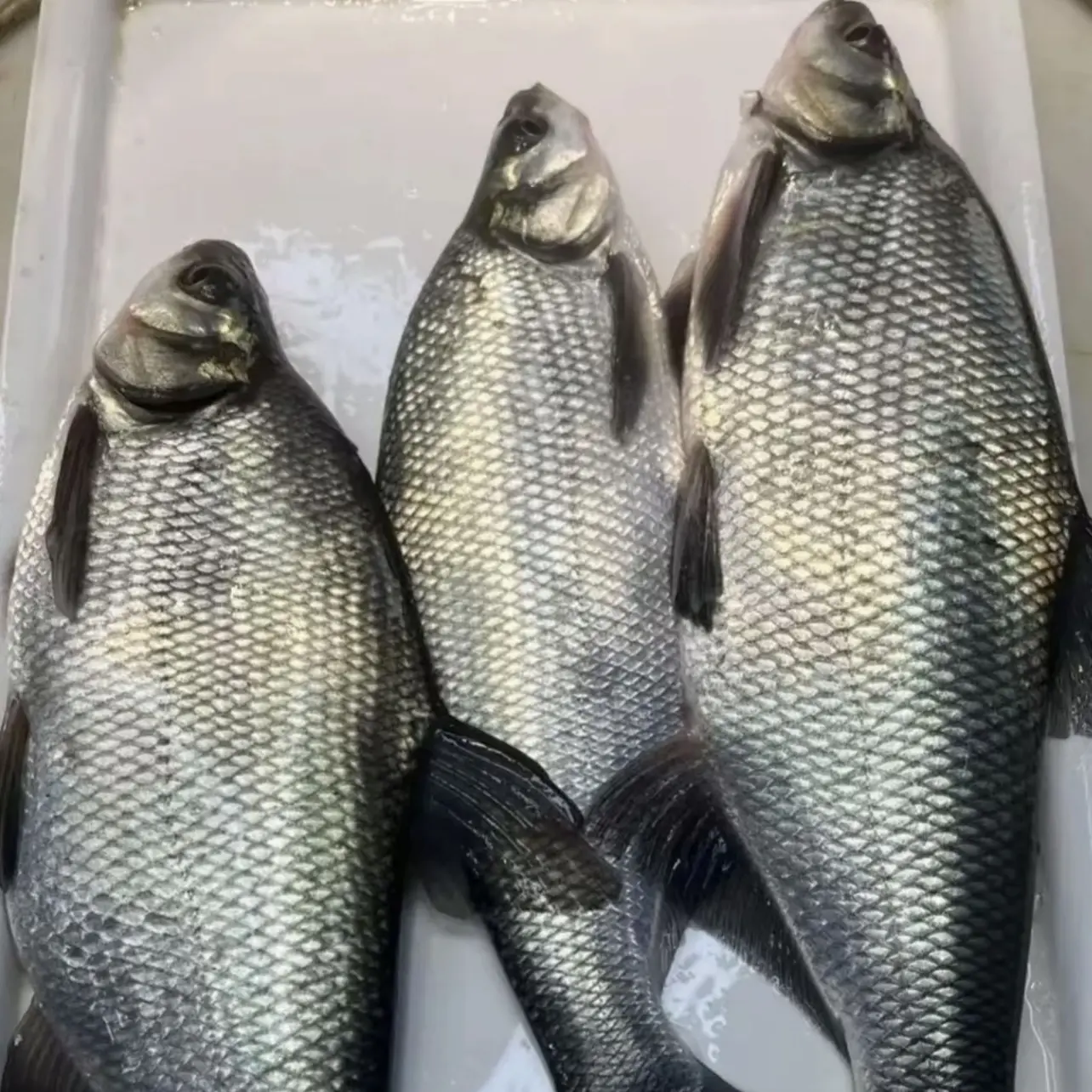 黑龙江野生冰下冷水青梢子鱼-到手5斤