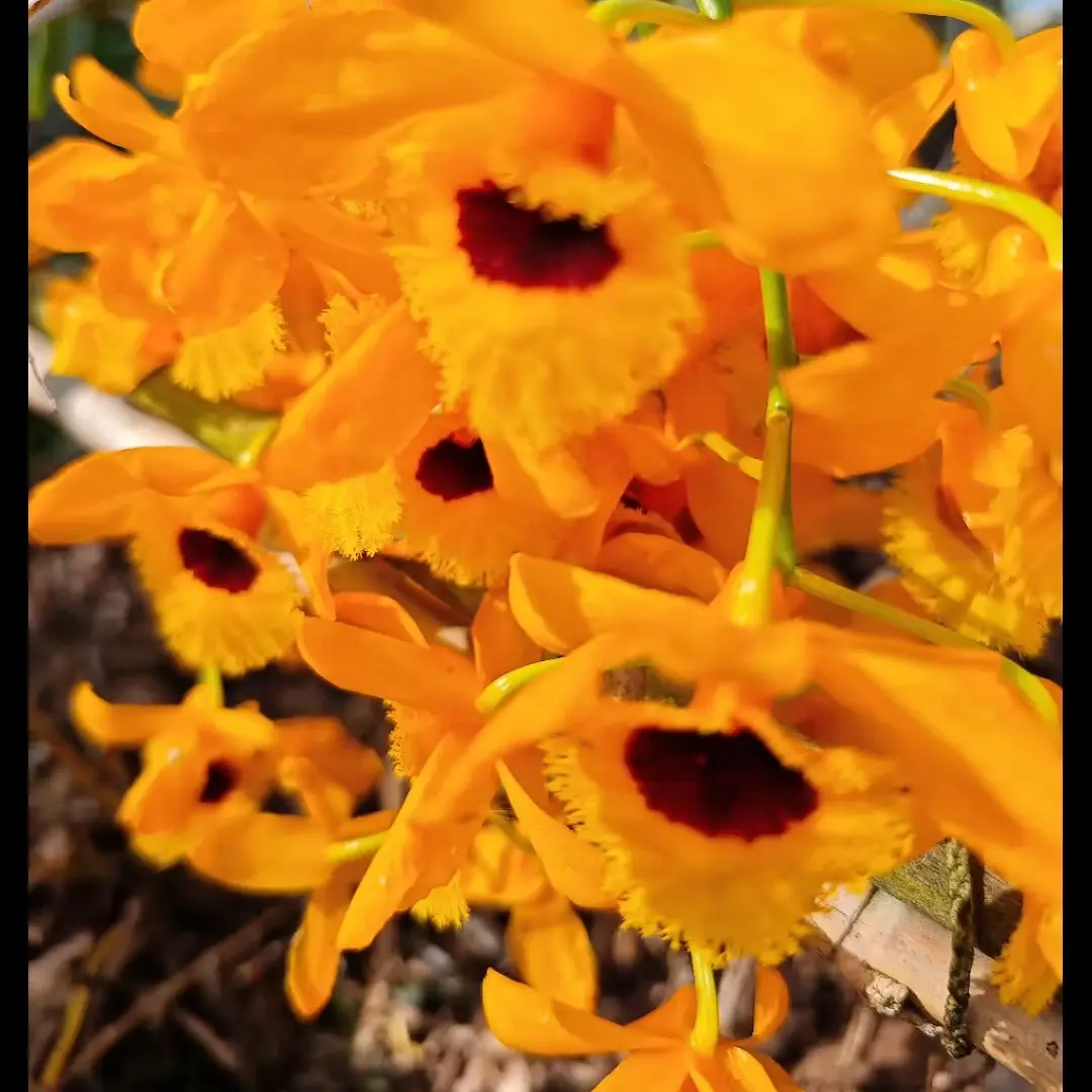 人工石斛兰培育盆景，鼓槌石斛花卉无土栽培附生兰科