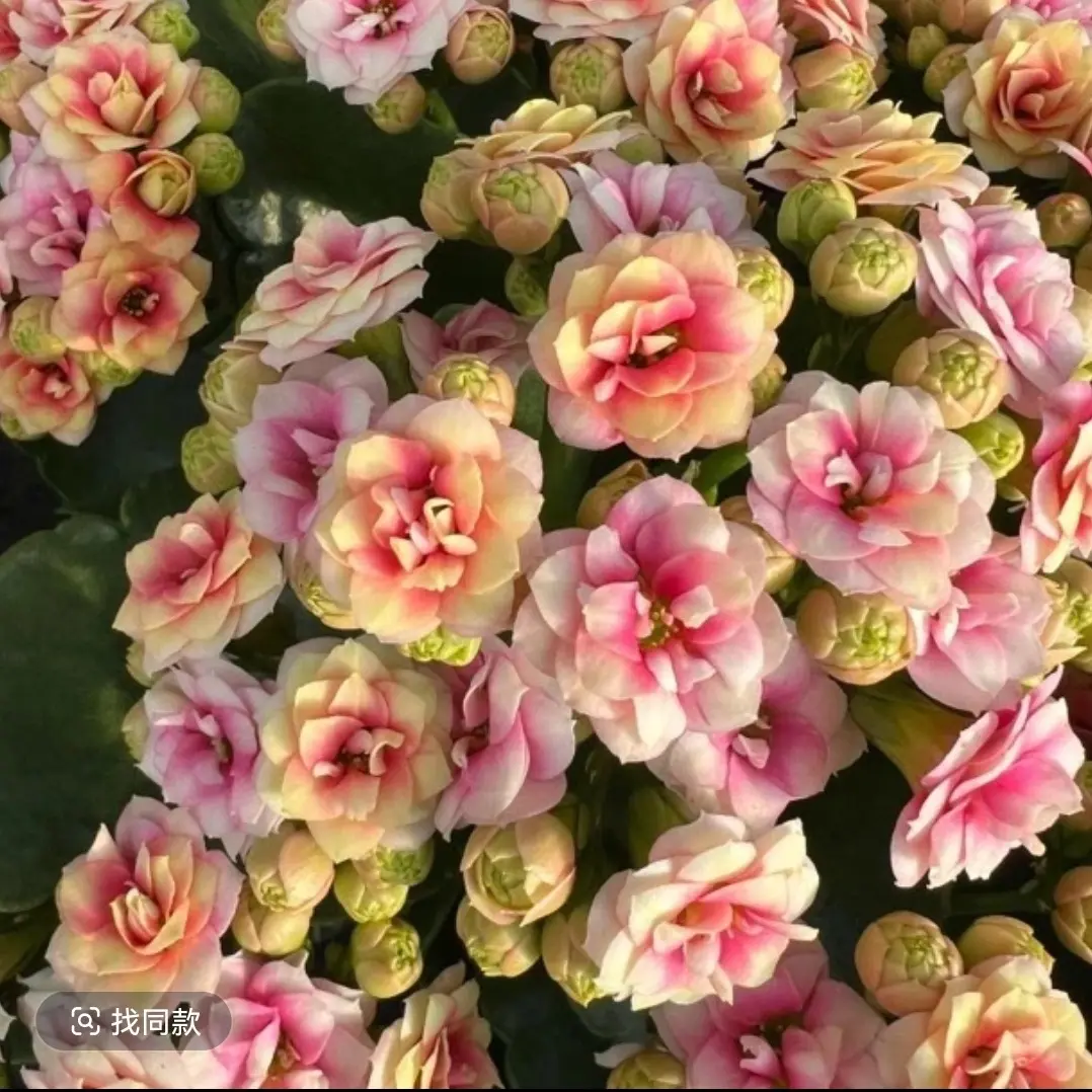 长寿花（洛神五花肉）110盆 生花苞 稀有品种