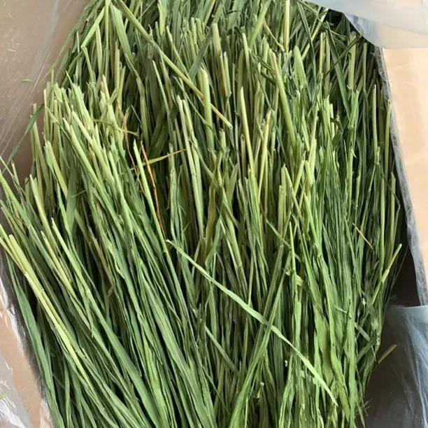 头茬苜蓿草提摩西草新鲜食用草兔子龙猫优质牧草