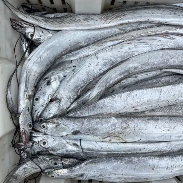 海捕野生北方冷水小眼睛油带鱼/大号（4-5两每条)4斤/整条顺丰包邮