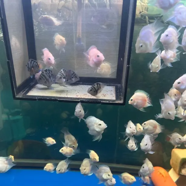 桃心迷你鹦鹉鱼白金（邮费自理），拍此链接！！！