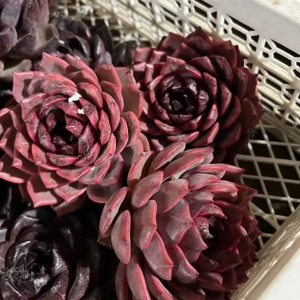 樱木 多肉植物室内外好养防辐射盆栽花卉