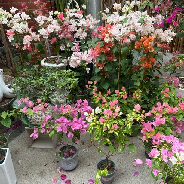 三角梅带盆四季勤花品种阳台桌面绿植