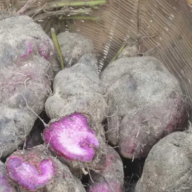 云南脚板薯 紫色山药 粉糯香甜可做早餐