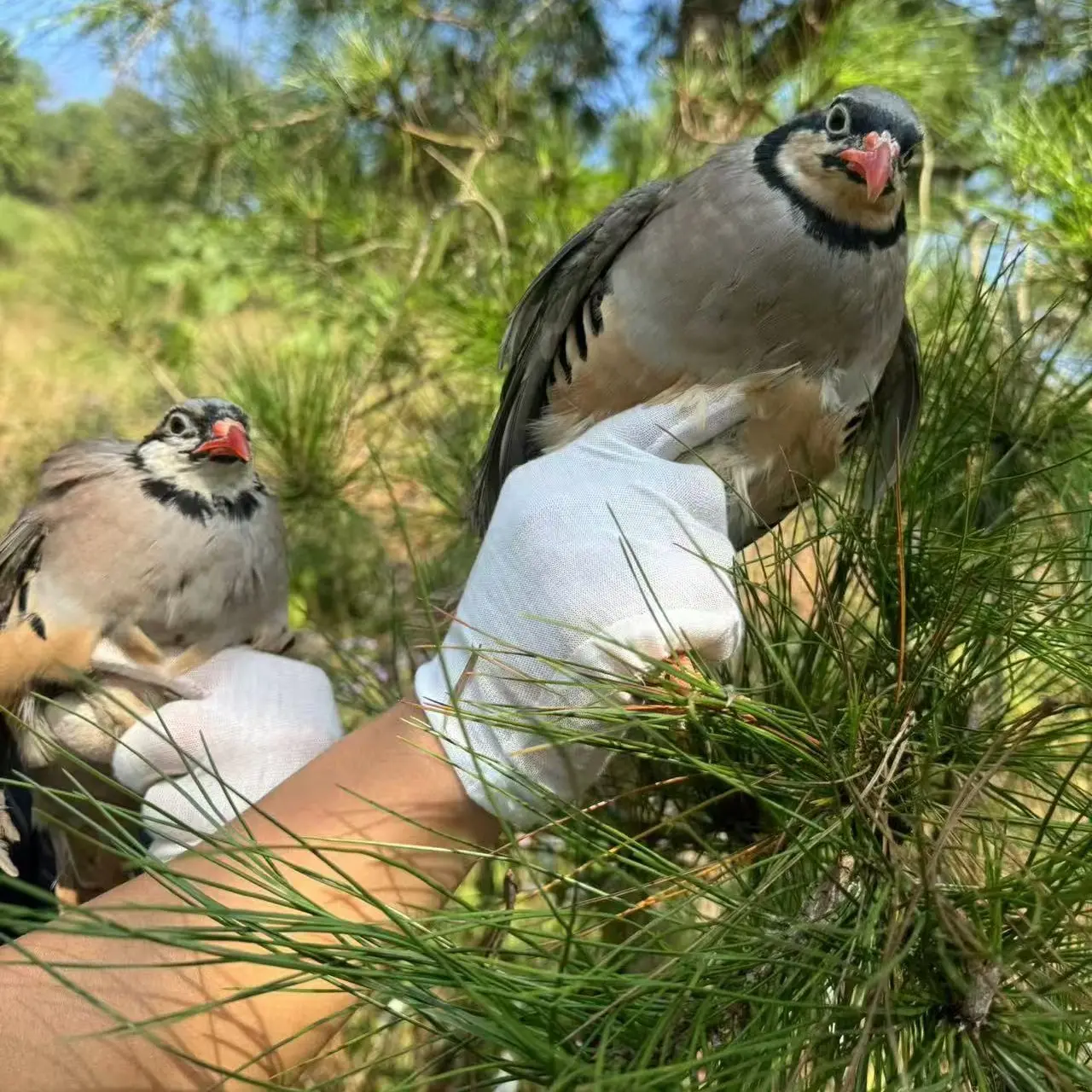 (小怡专属)农家散养咕咕鸡呱呱鸡小飞龙新鲜整鸡京东包邮