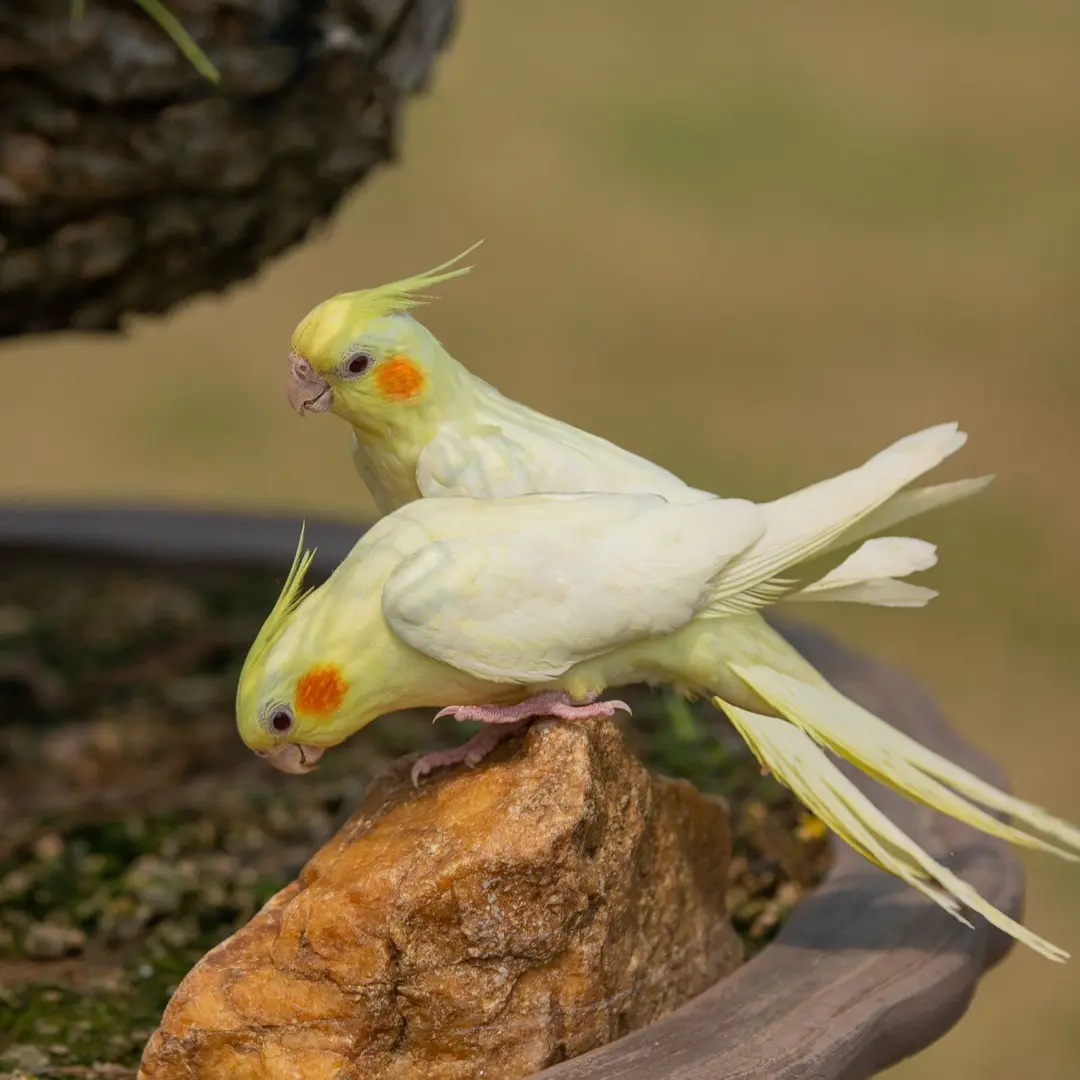 玄凤鹦鹉手养活体宠物鸟【包活48小时】