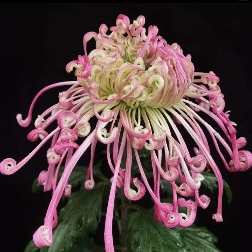 《沽水流霞》九月大菊菊花苗盆栽土球发货好种植