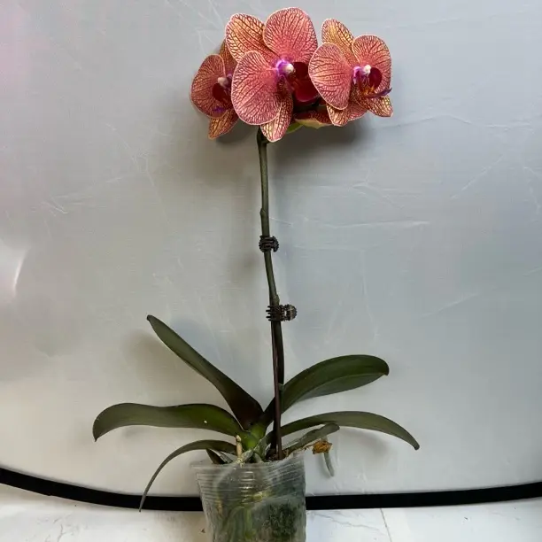 开播福利！蝴蝶兰《黄金甲》带花苞室内四季开花好养