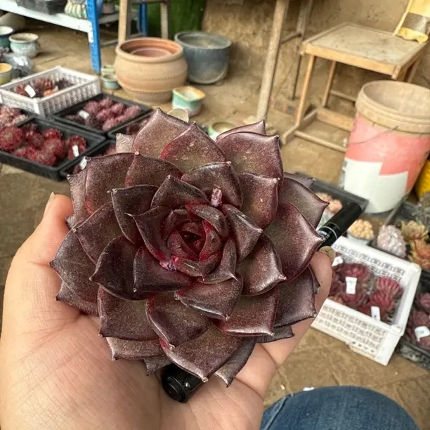 胖胖玫瑰多肉植物带盆土室内外好养盆栽花卉