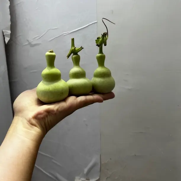 文玩葫芦（对花）种子