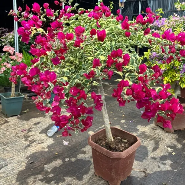 三角梅盆栽带花勤花品种爬藤老桩室内花卉植物四季好养易活