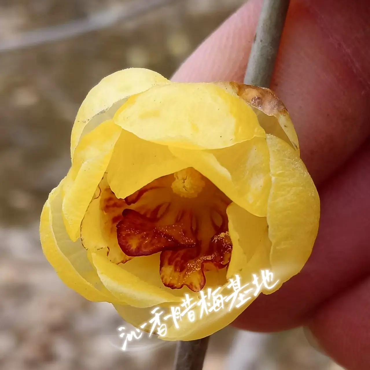 鄢陵精品腊梅盆栽室内外种植盆景蜡梅绿植