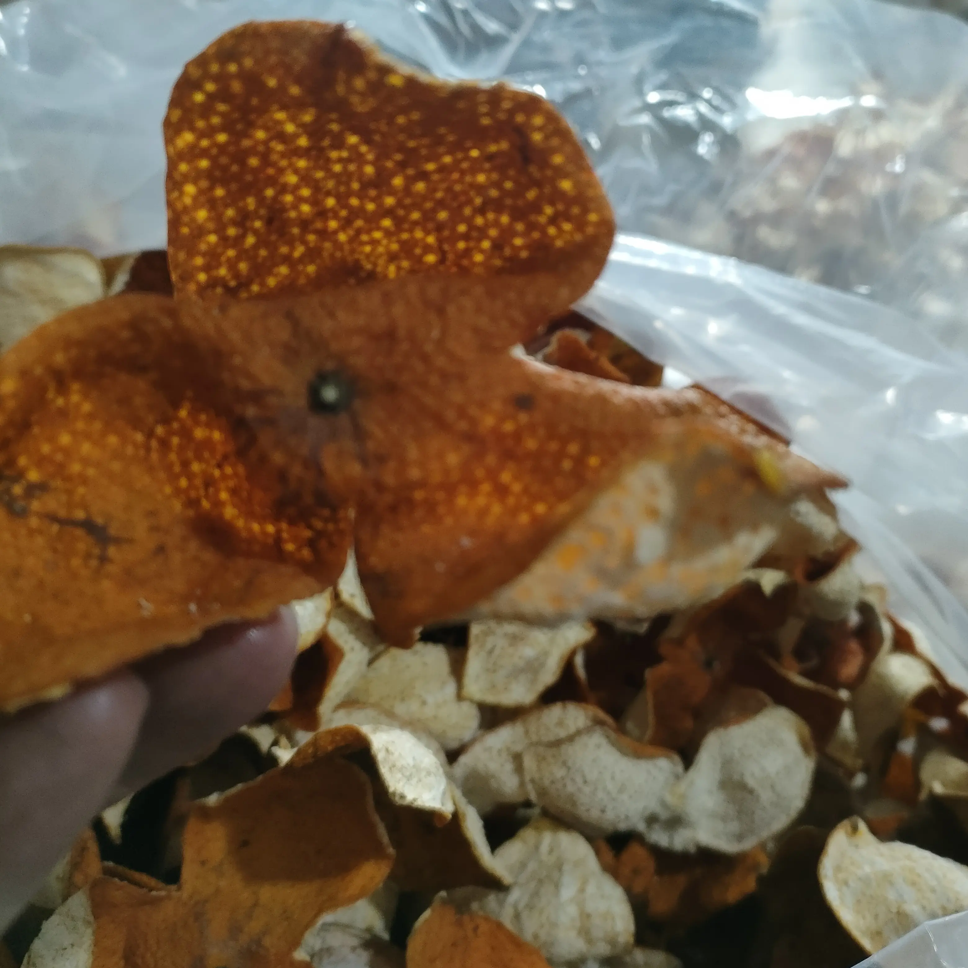 浦北老树小果，略带斑，带粉，小油包   整断一体发（不退不换）